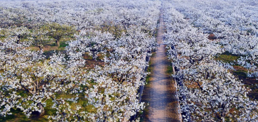 好品中国丨金秋“丰”景,与“梨”相约 好品中国丨金秋“丰”景,与“梨”相约