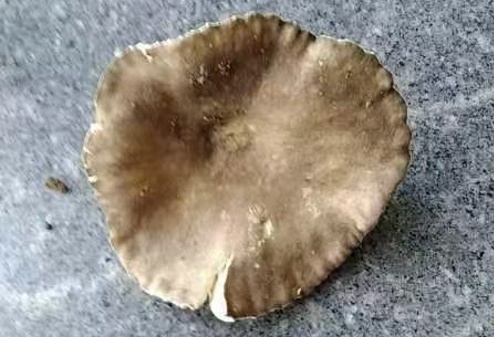 女子舍不得吃,全让老公吃了,结果差点把老公送走!医生:这东西再鲜也别碰 女子舍不得吃,全让老公吃了,结果差点把老公送走!医生:这东西再鲜也别碰