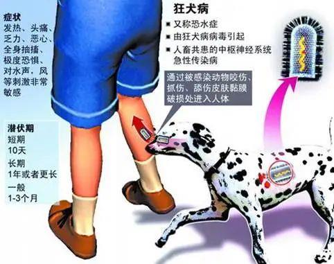 致死率近100%！狂犬病不止于“犬” 请学会科学防护