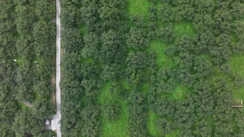 好品中国丨金秋“丰”景,与“梨”相约 好品中国丨金秋“丰”景,与“梨”相约