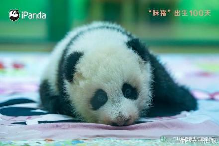 妹猪国庆假期将与游客见面！九图看“妹猪”百天变身过程