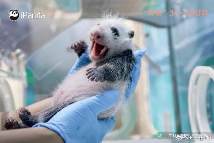 妹猪国庆假期将与游客见面！九图看“妹猪”百天变身过程