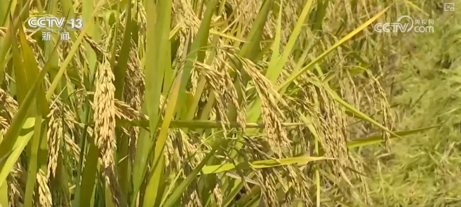 农业实现“隔空把脉” 科技赋能绘就好“丰”景