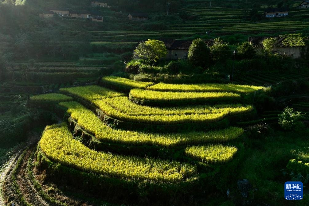 金秋梯田美如画 金秋梯田美如画