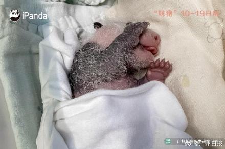 妹猪国庆假期将与游客见面！九图看“妹猪”百天变身过程