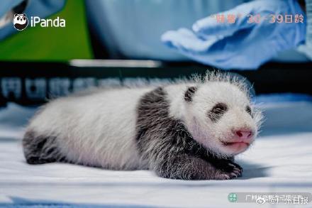 妹猪国庆假期将与游客见面！九图看“妹猪”百天变身过程