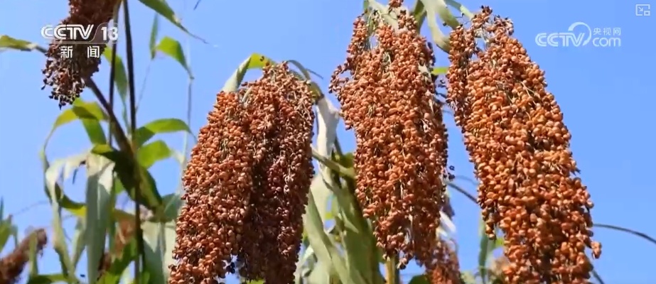 农业实现“隔空把脉” 科技赋能绘就好“丰”景