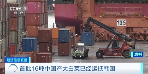 韩国大白菜紧缺 首批16吨中国大白菜已运抵韩国 韩国大白菜紧缺 首批16吨中国大白菜已运抵韩国