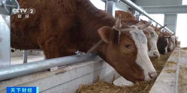 价格近5年来最低！连跌11个月！很多人爱吃