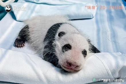 妹猪国庆假期将与游客见面！九图看“妹猪”百天变身过程