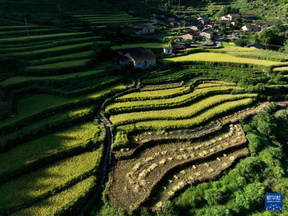 金秋梯田美如画 金秋梯田美如画