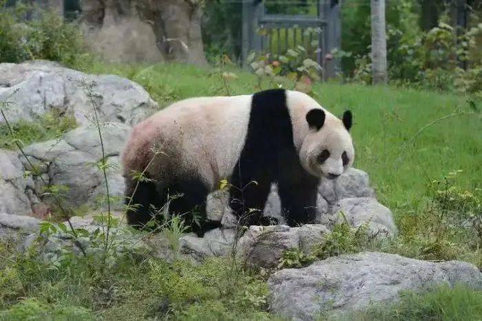 平安抵达！它们回家了