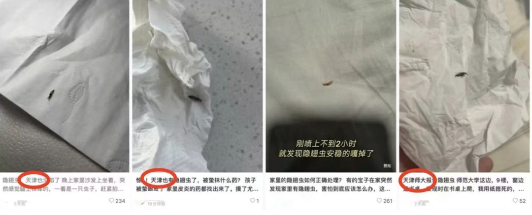 这种虫，千万不要拍→