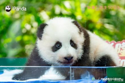 妹猪国庆假期将与游客见面！九图看“妹猪”百天变身过程