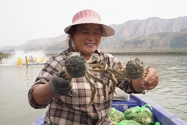 山西黄河大闸蟹“乘坐”高铁，京津等地6小时可达