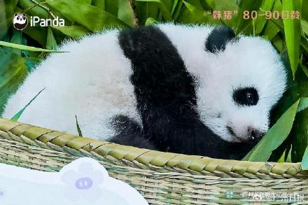 妹猪国庆假期将与游客见面！九图看“妹猪”百天变身过程