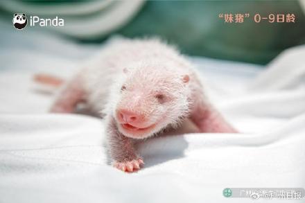 妹猪国庆假期将与游客见面！九图看“妹猪”百天变身过程