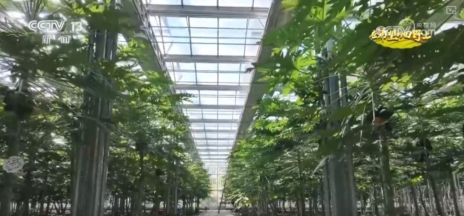 农业实现“隔空把脉” 科技赋能绘就好“丰”景