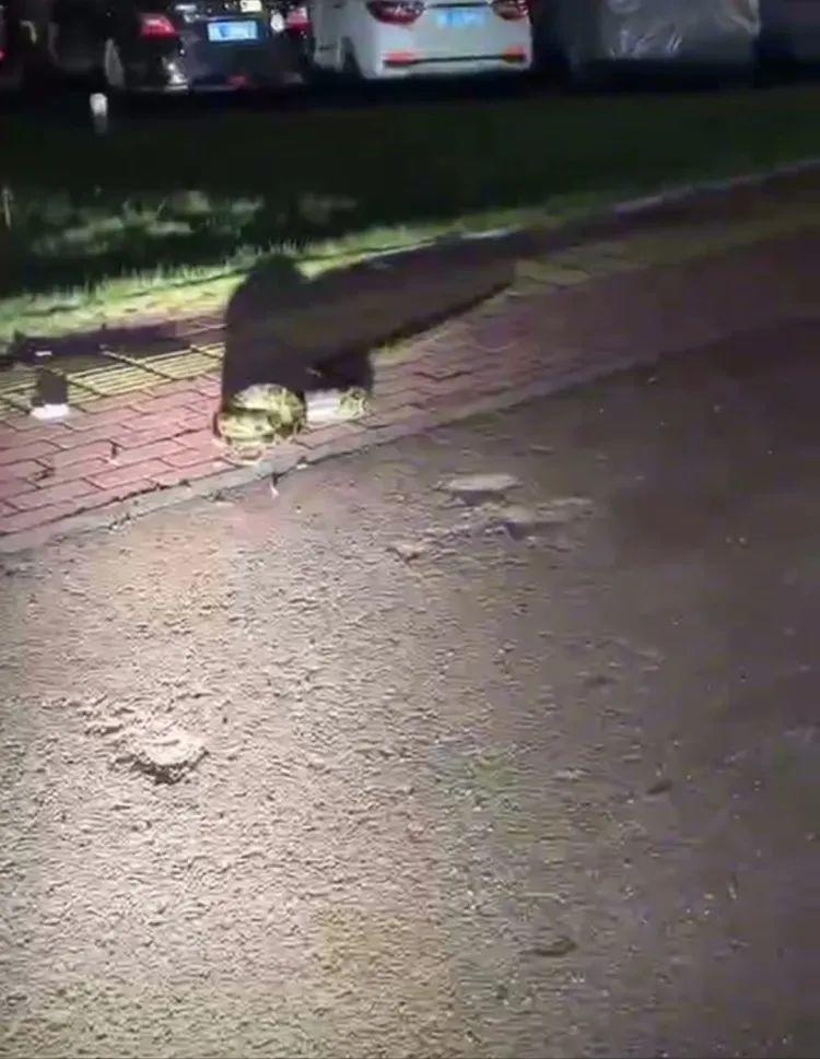 广东一男子被2米长巨蟒死死缠住,警方:男子救出后自行回家,蟒蛇已放生 广东一男子被2米长巨蟒死死缠住,警方:男子救出后自行回家,蟒蛇已放生