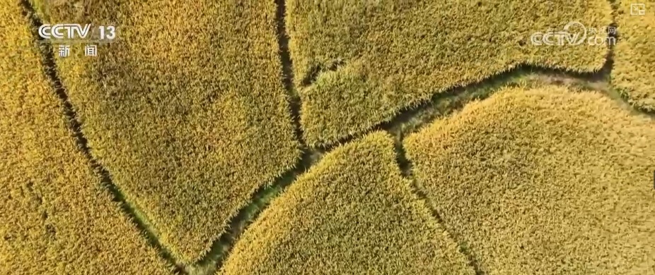 农业实现“隔空把脉” 科技赋能绘就好“丰”景