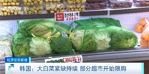 韩国大白菜紧缺 首批16吨中国大白菜已运抵韩国 韩国大白菜紧缺 首批16吨中国大白菜已运抵韩国