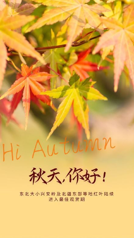 东北大小兴安岭及北疆东部等地红叶陆续进入最佳观赏期 东北大小兴安岭及北疆东部等地红叶陆续进入最佳观赏期