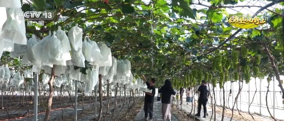 农业实现“隔空把脉” 科技赋能绘就好“丰”景