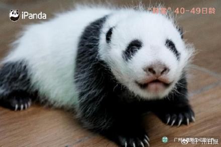 妹猪国庆假期将与游客见面！九图看“妹猪”百天变身过程