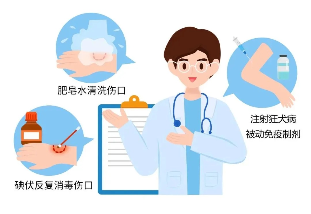 被哪些动物咬了,需要打狂犬疫苗?暴露后第一时间应该…… 被哪些动物咬了,需要打狂犬疫苗?暴露后第一时间应该……