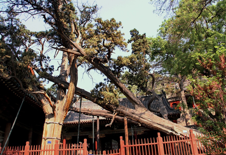 山西推出 “跟着悟空游山西” 古树旅游线路 山西推出 “跟着悟空游山西” 古树旅游线路