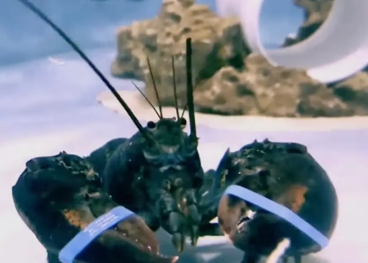 美媒：“购物时的意外发现”，纽约两兄弟拯救稀有蓝龙虾