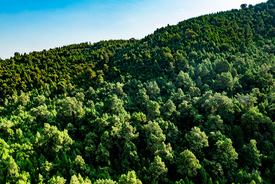 山西推出 “跟着悟空游山西” 古树旅游线路 山西推出 “跟着悟空游山西” 古树旅游线路