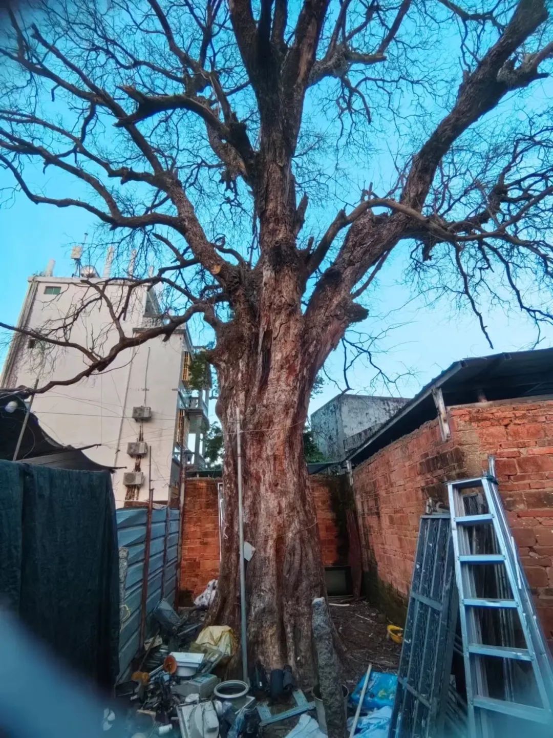 海南警方:吴某珍(女),已被采取刑事强制措施! 海南警方:吴某珍(女),已被采取刑事强制措施!
