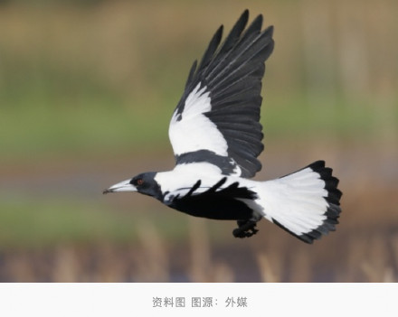 英媒:喜鹊俯冲袭击人类,澳大利亚今年已有近300人受伤 英媒:喜鹊俯冲袭击人类,澳大利亚今年已有近300人受伤