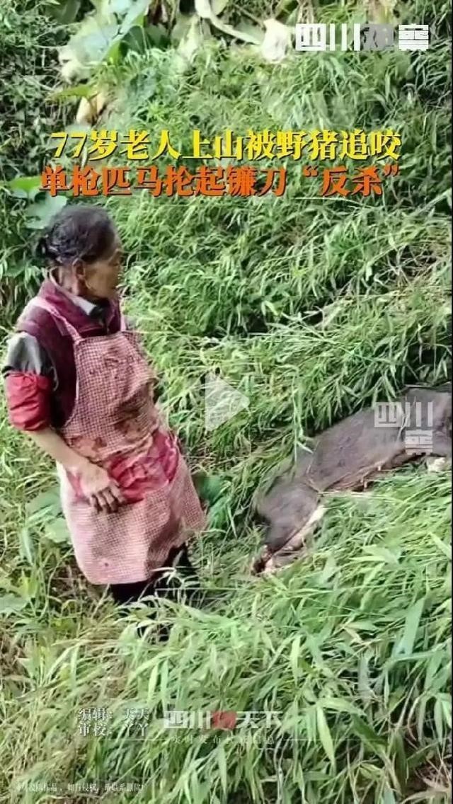 老人“反杀”野猪，要担责吗？