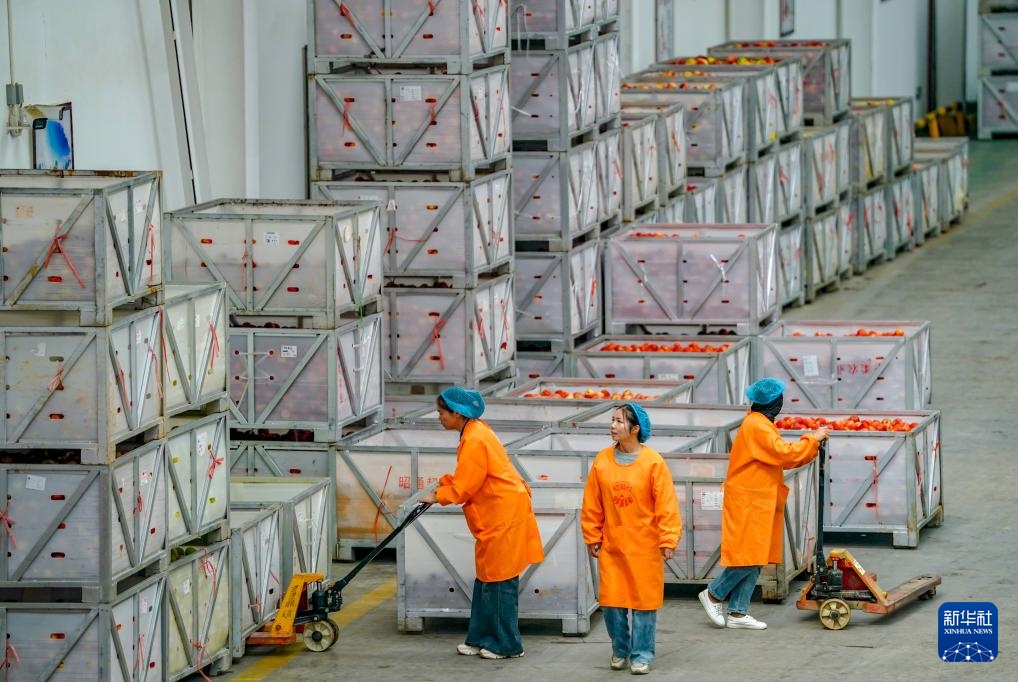 云南昭通：苹果迎来丰收季