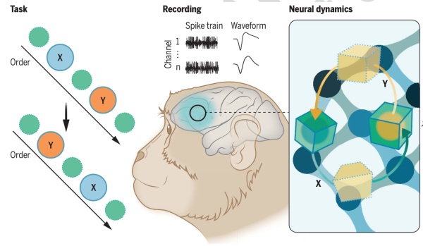 当我们记忆和思考时，大脑在干什么？