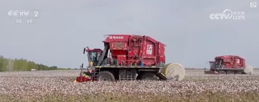 新疆棉花进入采收期 60万亩棉田机械化作业迎丰收季