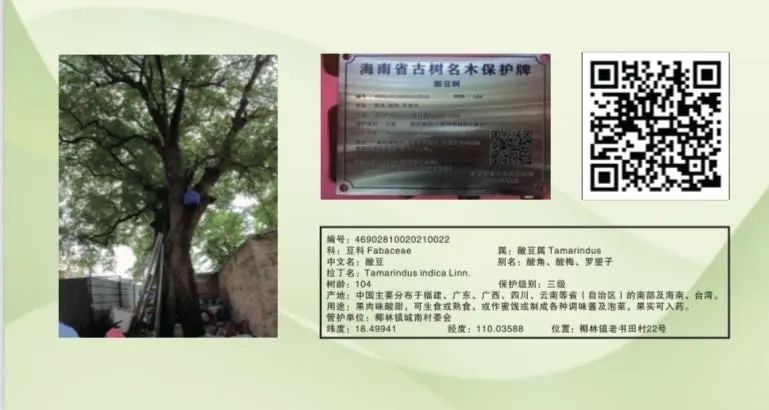 海南警方:吴某珍(女),已被采取刑事强制措施! 海南警方:吴某珍(女),已被采取刑事强制措施!