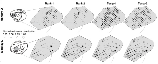 当我们记忆和思考时，大脑在干什么？