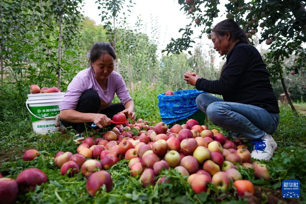 云南昭通：苹果迎来丰收季