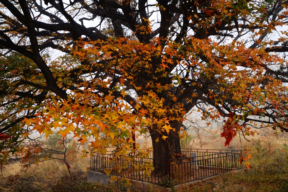山西推出 “跟着悟空游山西” 古树旅游线路 山西推出 “跟着悟空游山西” 古树旅游线路