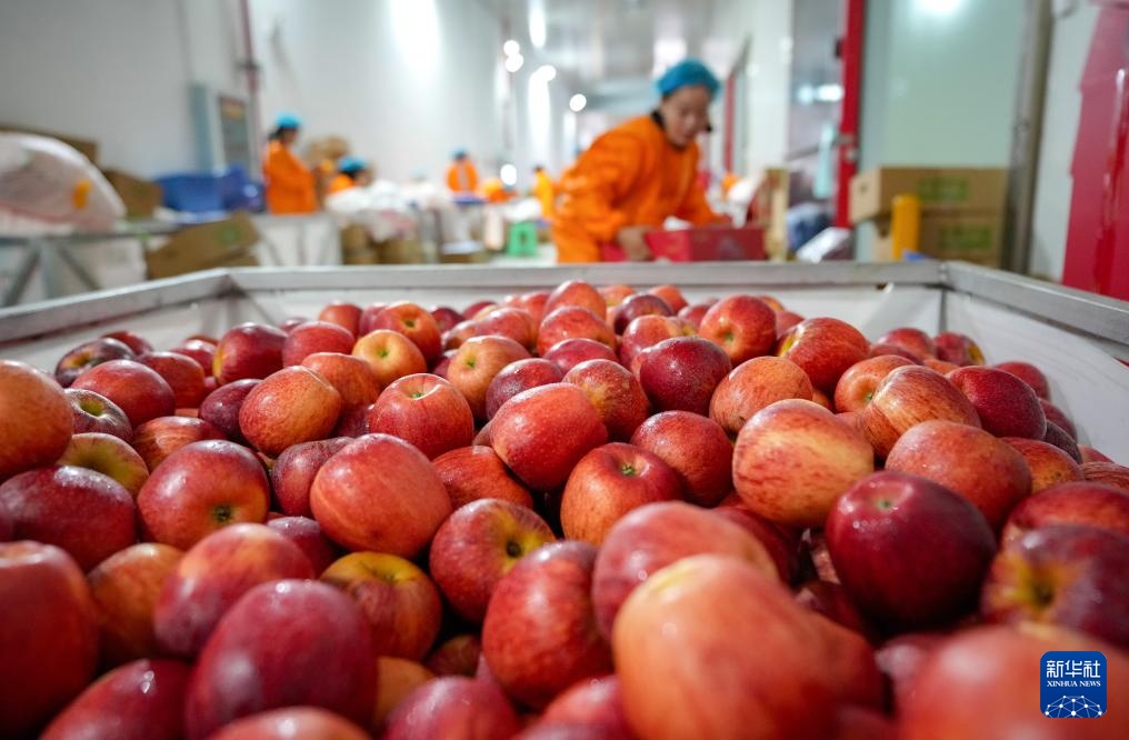 云南昭通：苹果迎来丰收季
