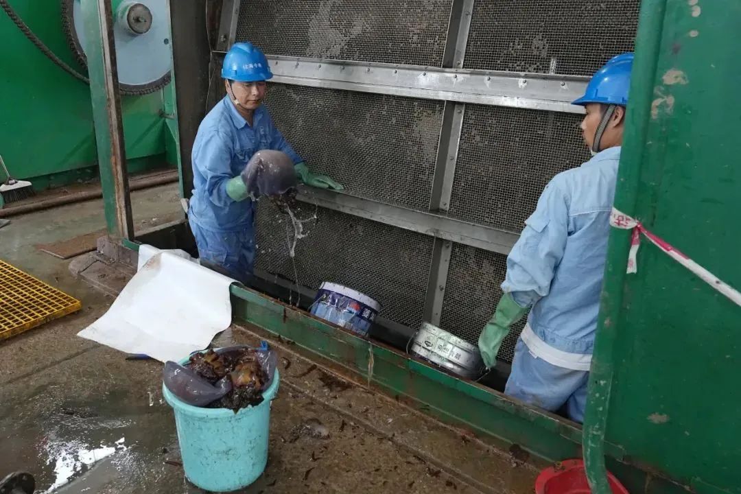 9天抓了103吨，海蜇“入侵”上海！