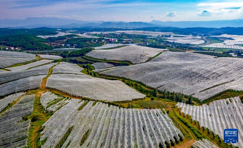 云南昭通：苹果迎来丰收季