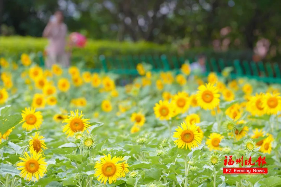 太惊喜！福州公园上新！摩天轮、向日葵花海、粉黛乱子草……