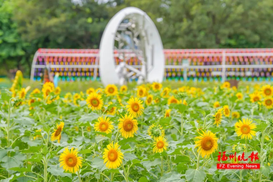 太惊喜！福州公园上新！摩天轮、向日葵花海、粉黛乱子草……