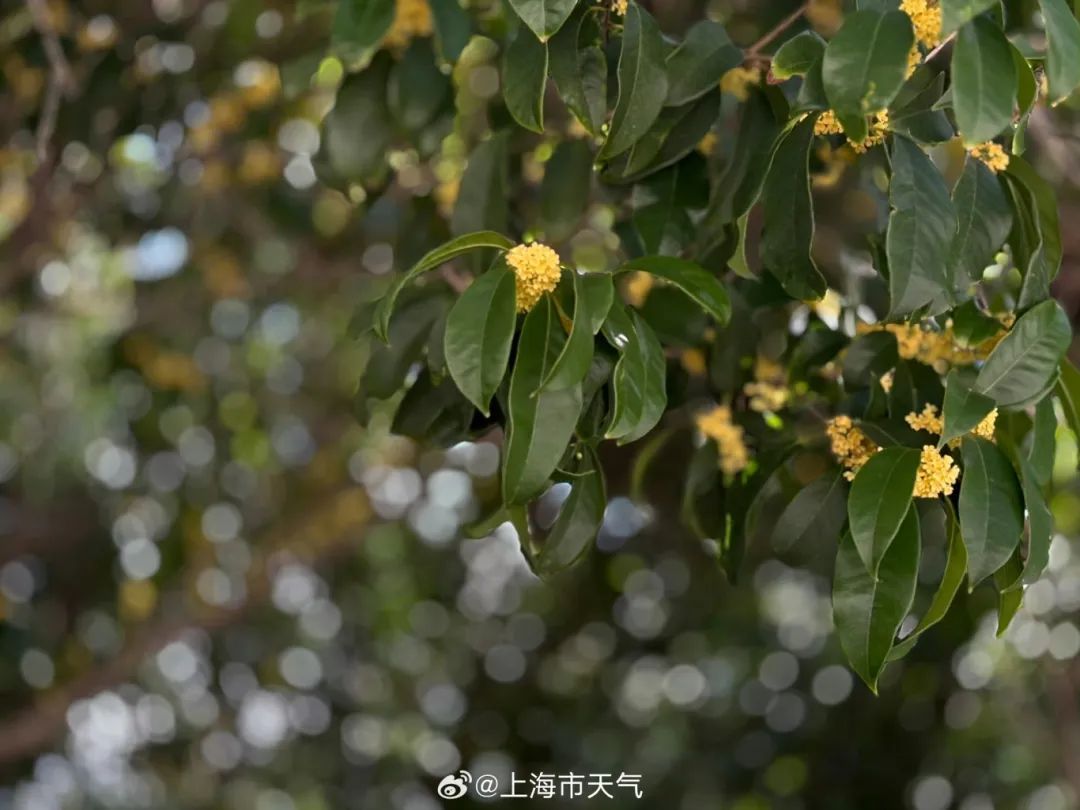 终于等到你！上海的桂花开了！国庆假期，还有一个台风需要关注……
