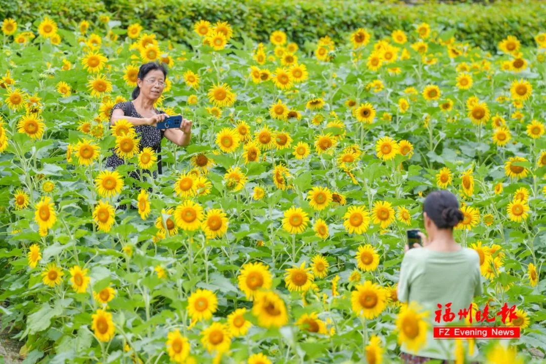太惊喜！福州公园上新！摩天轮、向日葵花海、粉黛乱子草……