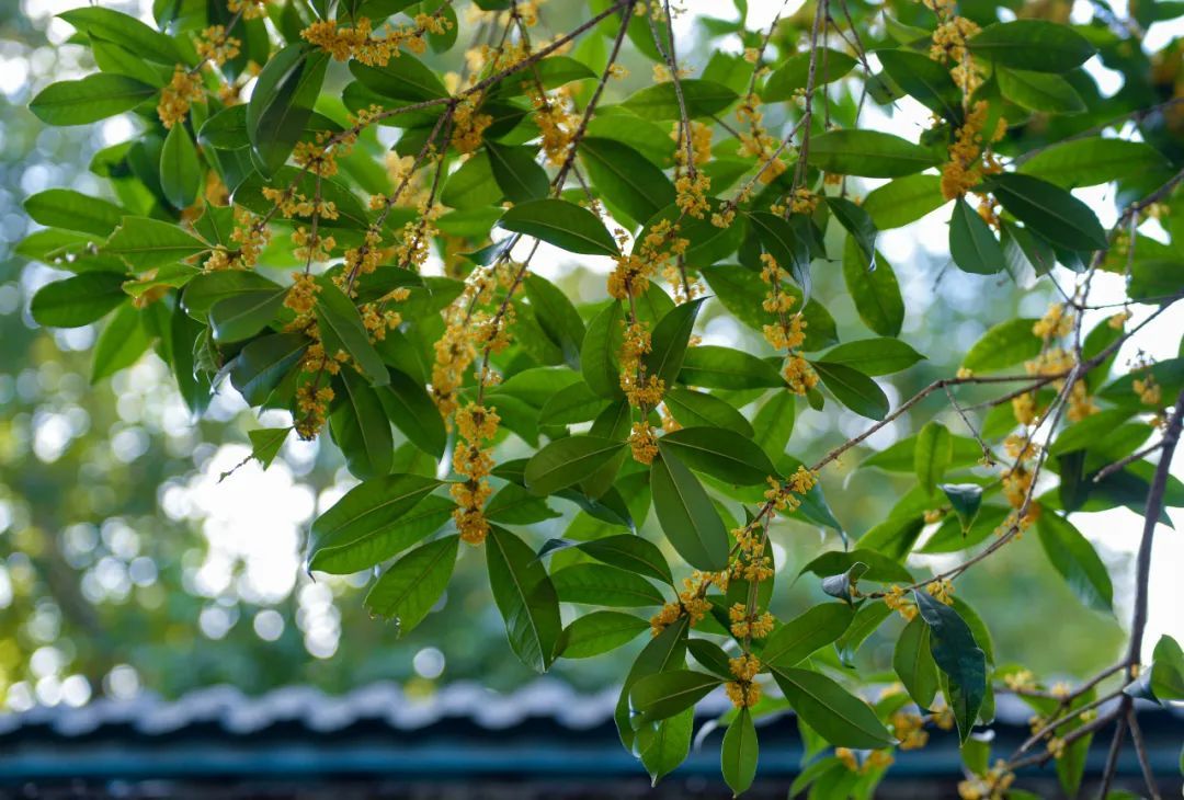 阵风7级!最低12℃!南京接下来...... 阵风7级!最低12℃!南京接下来......